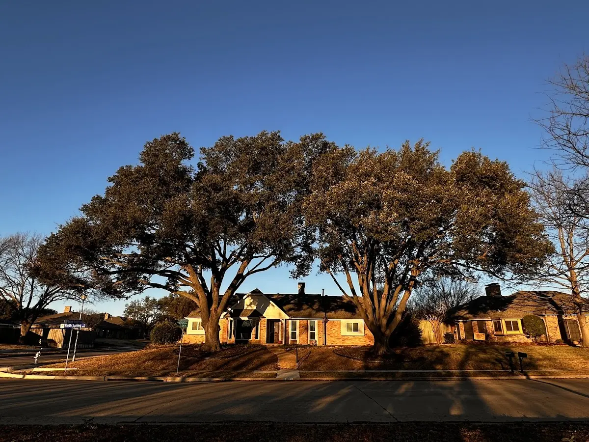 Established residential canopy tree shading a home in Sterling