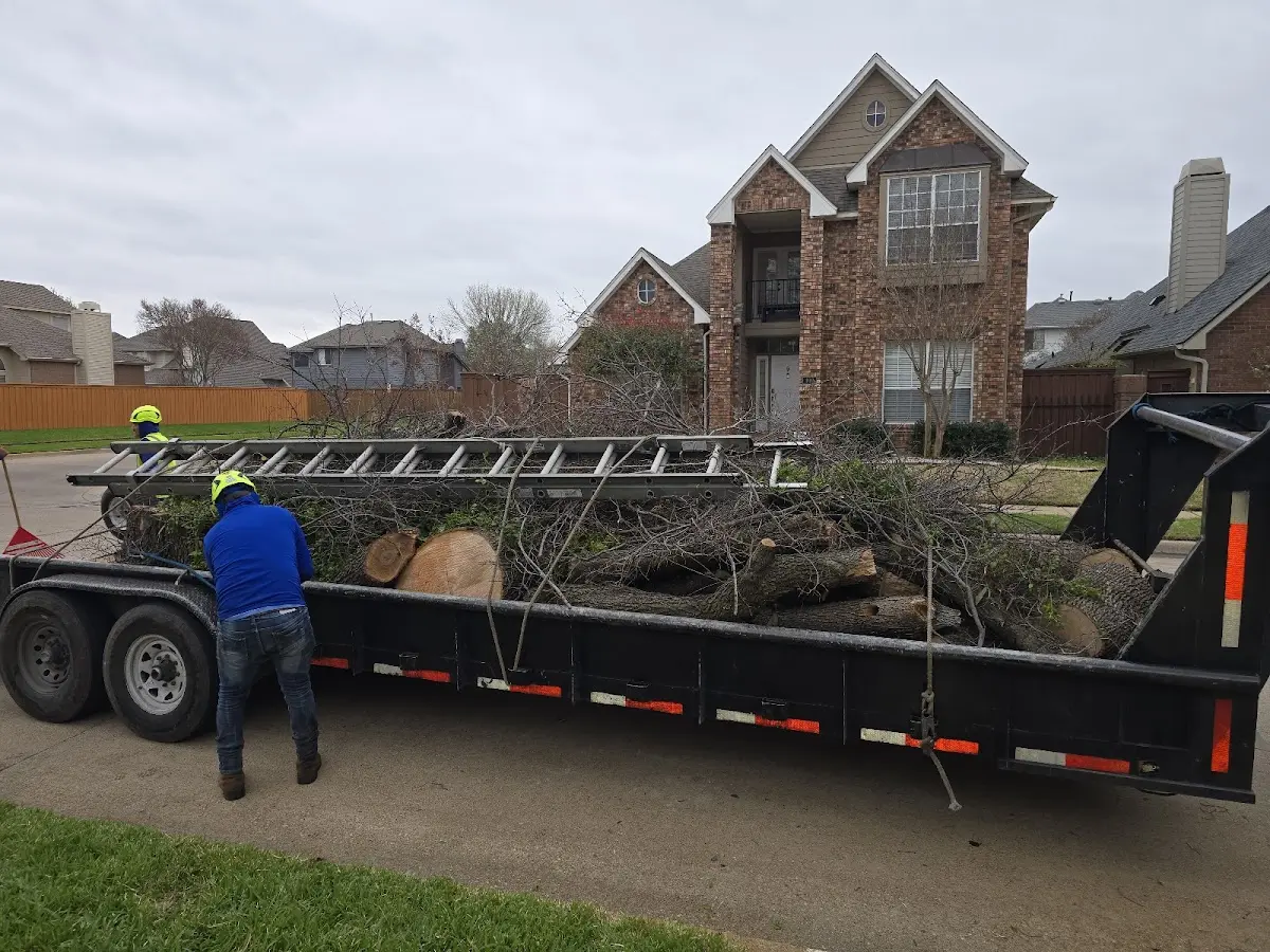 Expert Tree Pest Control with proper safety equipment in Sterling